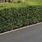 La siepe è verde e ben potata ma sporge, multa da 180 euro a ogni condomino della palazzina La siepe è verde e ben potata ma sporge, multa da 180 euro a ogni condomino della palazzina