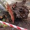 Albero cade su auto nel Materano, morto un ragazzo