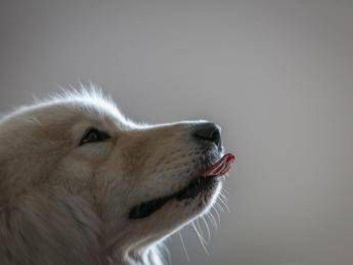 Imparare nuove parole origliando i padroni, ecco i cani con 'il dono': lo studio Imparare nuove parole origliando i padroni, ecco i cani con 'il dono': lo studio