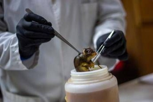Hantavirus, topi come serbatoio: dobbiamo temere i ratti in città? Hantavirus, topi come serbatoio: dobbiamo temere i ratti in città?