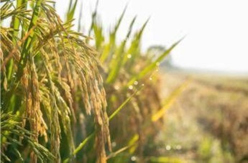Agricoltura: Ismea, prorogato al 15 dicembre termine domande al Fondo Inail da 10 mln per trattori