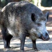 Il cinghiale attraversa la strada, scontro tra 3 auto e 4 feriti
