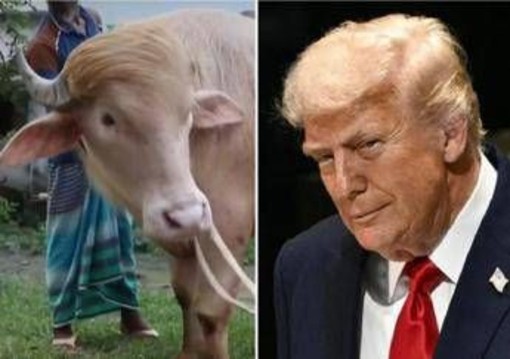 Il 'sosia' di Trump è un bufalo. E verrà ucciso presto Il 'sosia' di Trump è un bufalo. E verrà ucciso presto