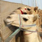 Ritocchini col botox, 20 cammelli squalificati dal concorso di bellezza