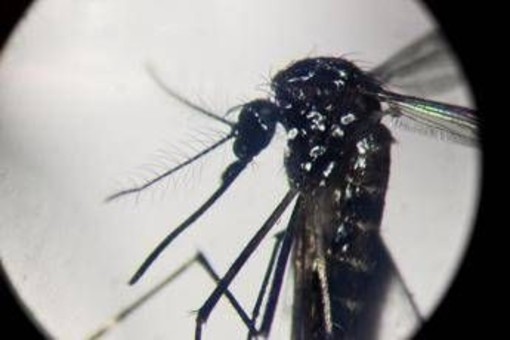 Dengue, in Italia quasi 700 casi in 2024. Torna allarme zanzare, Bassetti: &quot;Momento di agire&quot;