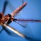 West Nile, morta a Fondi 82enne: era stata ricoverata per febbre e stato confusionale