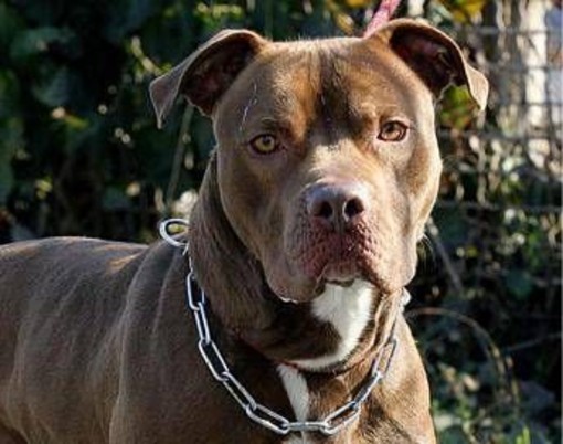 Bari, bimba di 2 anni agredita e ferita al volto da pitbull del vicino