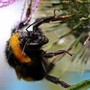 Morto dopo la puntura di un calabrone, cosa fare subito: cosa dice l'allergologa Morto dopo la puntura di un calabrone, cosa fare subito: cosa dice l'allergologa