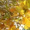 Equinozio d'Autunno con calo delle temperature minime, piogge venerdì poi weekend di sole