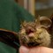 Donna si risveglia con un pipistrello in faccia: "Voleva infilarsi in bocca" Donna si risveglia con un pipistrello in faccia: "Voleva infilarsi in bocca"