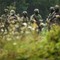 Ucraina-Russia, meno uomini e più droni: come cambia la guerra