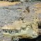 Brisbane 2032, ok al fiume dei coccodrilli: gare di canottaggio si faranno sul Fitzroy Brisbane 2032, ok al fiume dei coccodrilli: gare di canottaggio si faranno sul Fitzroy