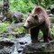 Orso abbattuto a Yellowstone, aveva imparato a rubare cibo a campeggiatori