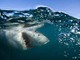 Australia, surfista ucciso da uno squalo a Sydney
