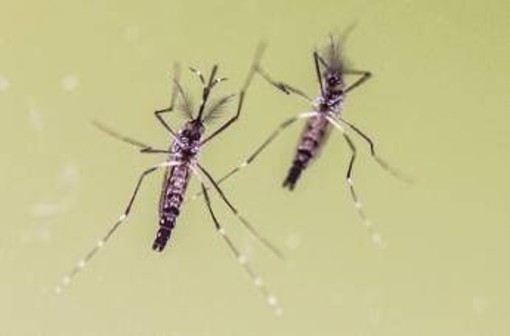 Zanzare e virus, cresce l'attenzione in Italia: 700 casi di West Nile e 312 di Dengue Zanzare e virus, cresce l'attenzione in Italia: 700 casi di West Nile e 312 di Dengue