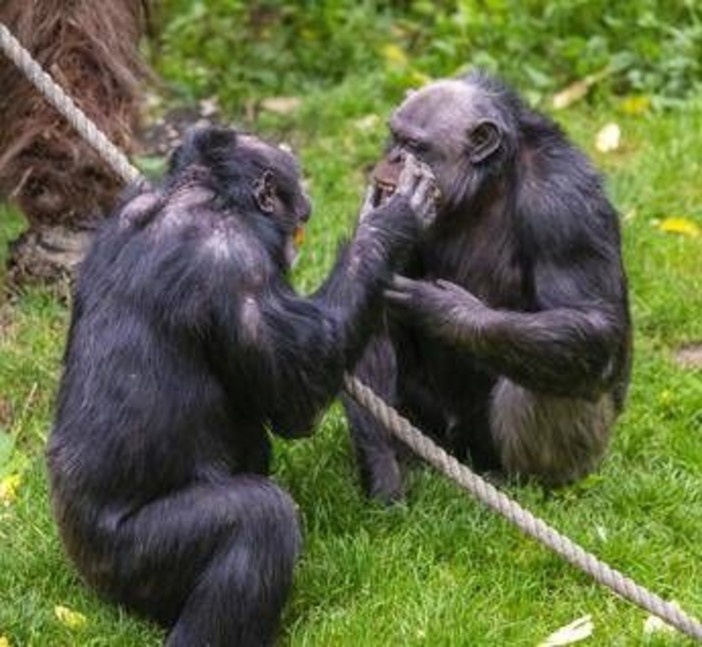 Scimpanzé in guerra, cuccioli strappati alle madri: il caso in Uganda Scimpanzé in guerra, cuccioli strappati alle madri: il caso in Uganda