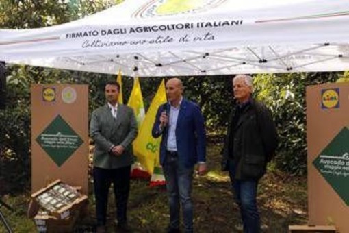 L'avocado siciliano conquista gli store Lidl Italia L'avocado siciliano conquista gli store Lidl Italia