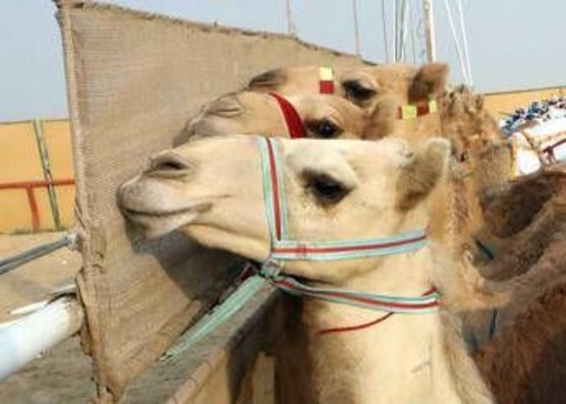 Ritocchini col botox, 20 cammelli squalificati dal concorso di bellezza