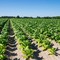 Tabacco, UNITAB Europa “L’Ue valuti l’impatto degli interventi normativi” Tabacco, UNITAB Europa “L’Ue valuti l’impatto degli interventi normativi”