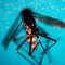 West Nile, altri due casi sospetti a Latina: verifiche in corso