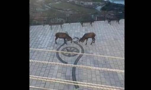 Barrea, cervi combattono in pieno centro: il video diventa virale