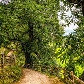 Castagneti, il Piemonte punta sulla gestione associata per valorizzare il patrimonio montano (foto di repertorio) Castagneti, il Piemonte punta sulla gestione associata per valorizzare il patrimonio montano (foto di repertorio)