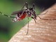A Coggiola serata di informazione sulle zanzare A Coggiola serata di informazione sulle zanzare