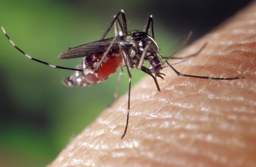 A Coggiola serata di informazione sulle zanzare A Coggiola serata di informazione sulle zanzare